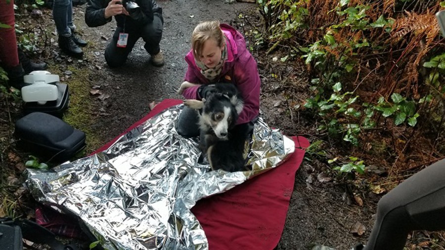 felix-the-dog-rescue-c-12262017_374917