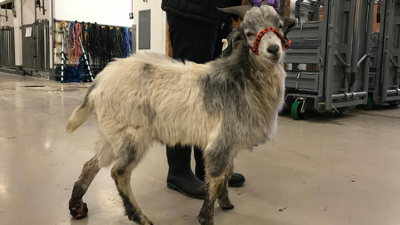 goat_375572