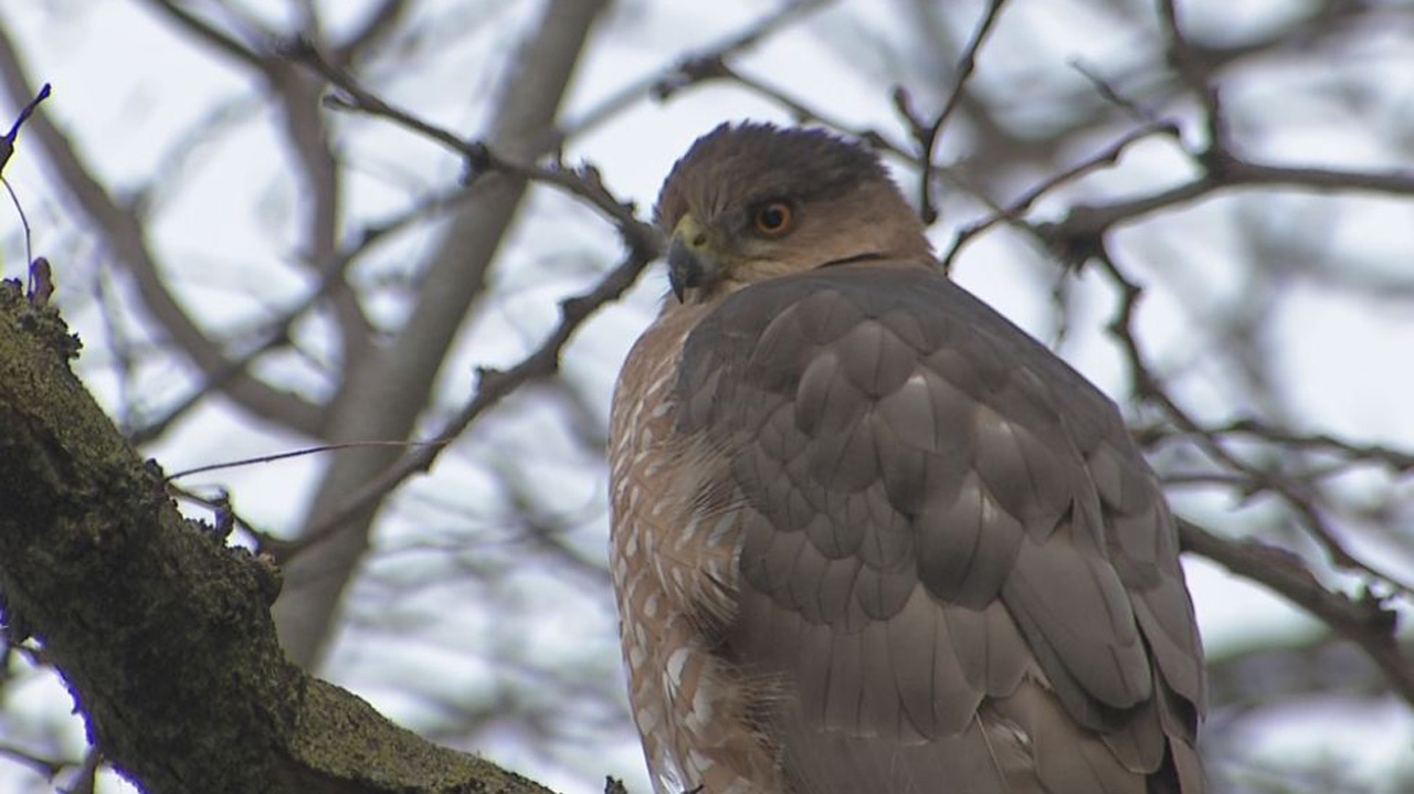 injured hawk_372530