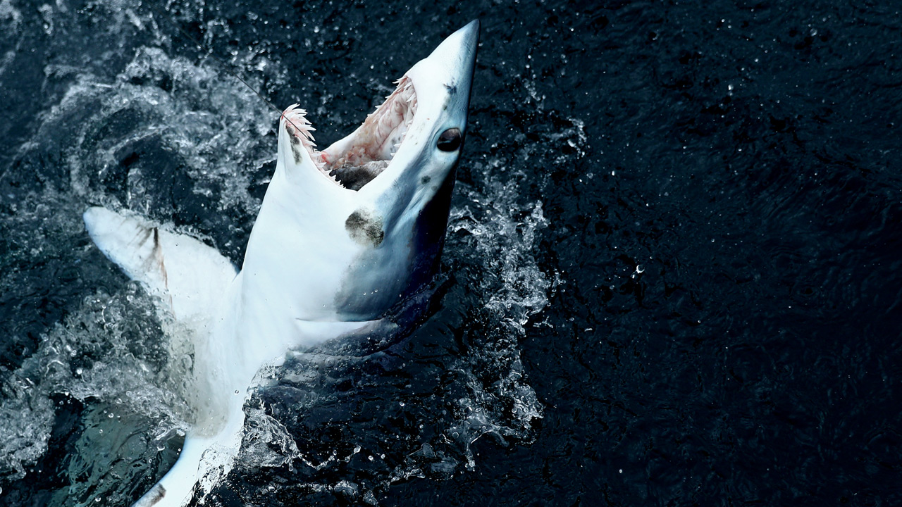 mako-shark-getty_375491