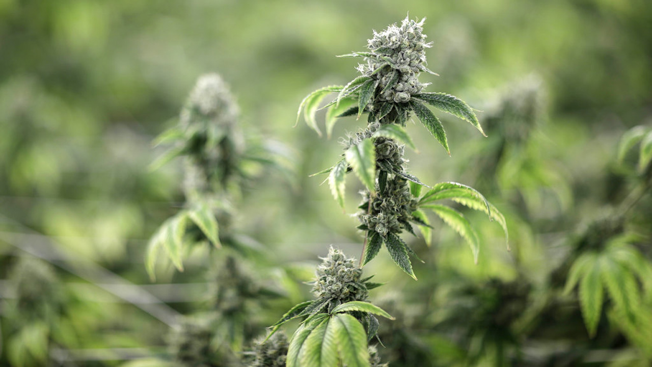 Army Pot Smokers_369519