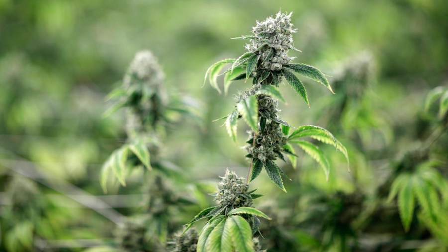 Army Pot Smokers_369519