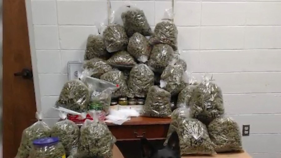 marijuana-bust_374187