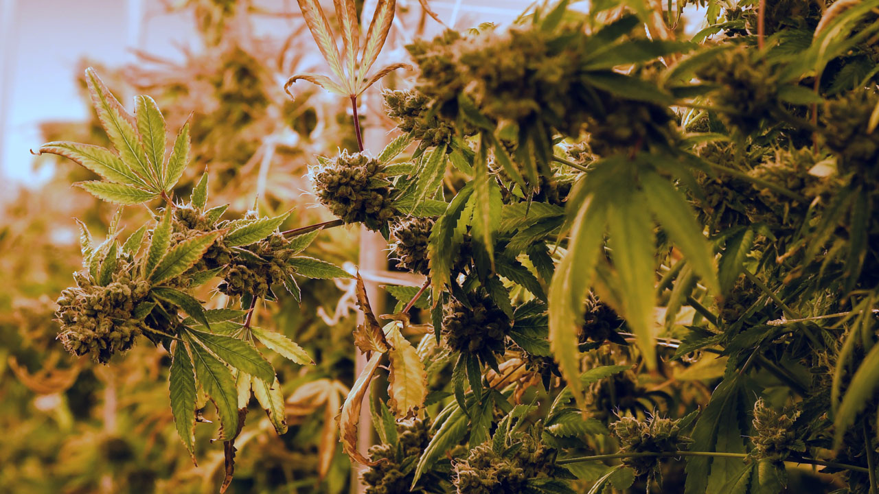 marijuana-getty_364256