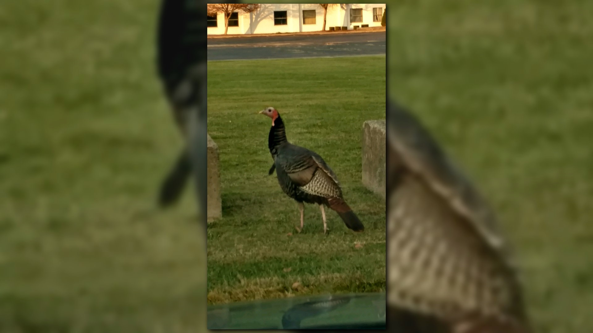 mean turkey_371056