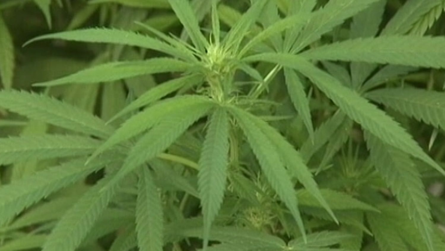 NC_medicalpotkids0313_1500x845_365857