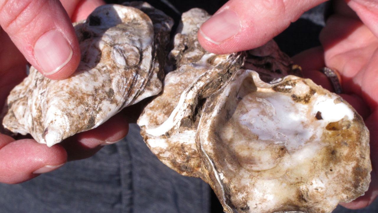 Oysters-Storm Protection_374725