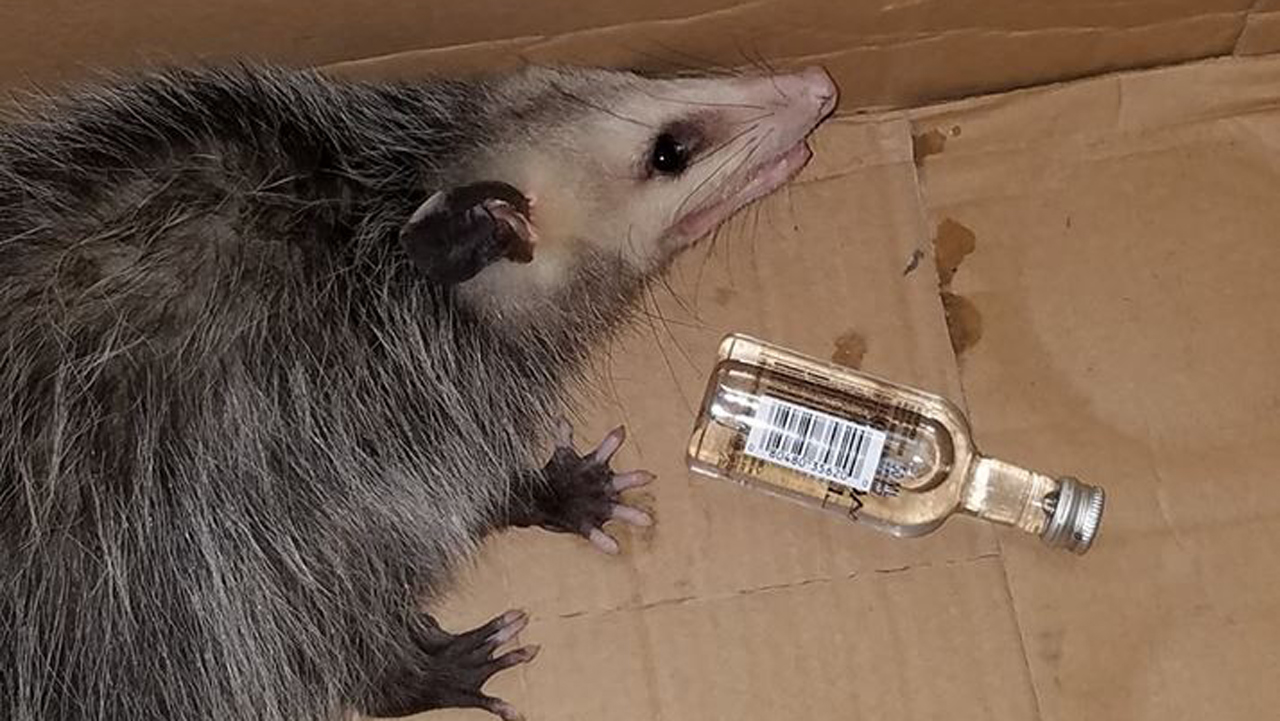 possum-16-by-9_369336