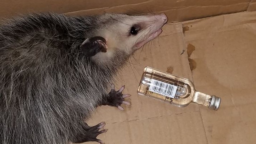 possum-16-by-9_369336