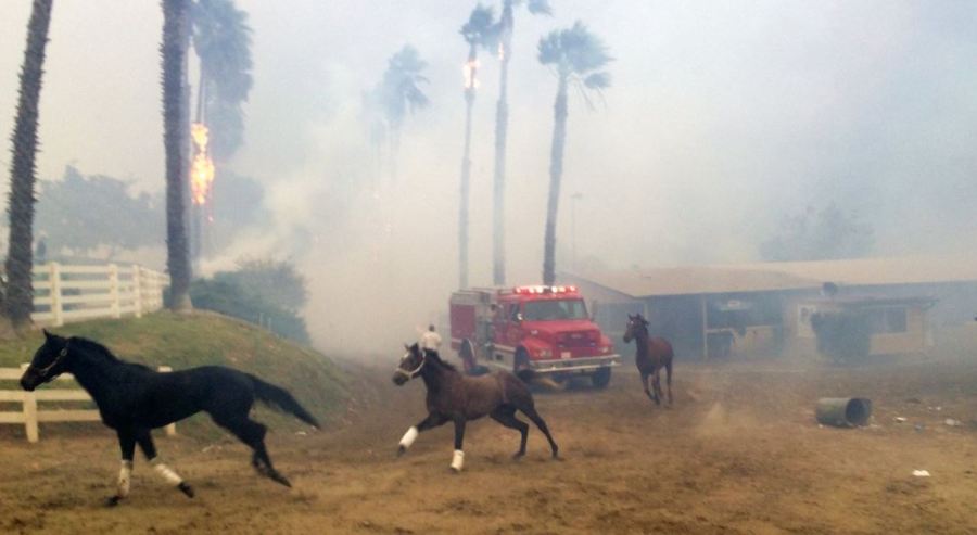 race horses fire_370608