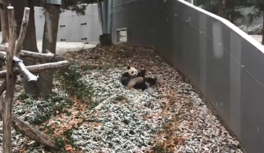 snow panda_371231