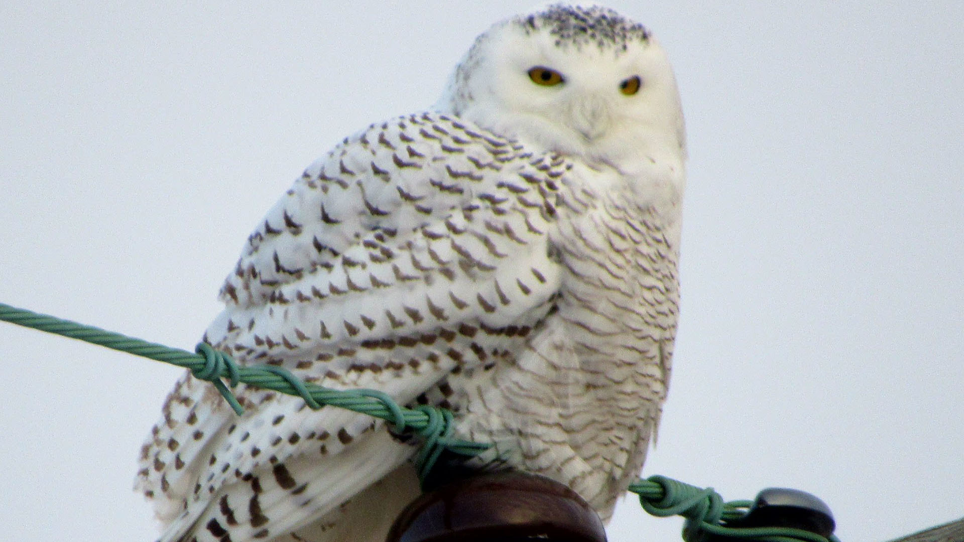 snowy owl_374980
