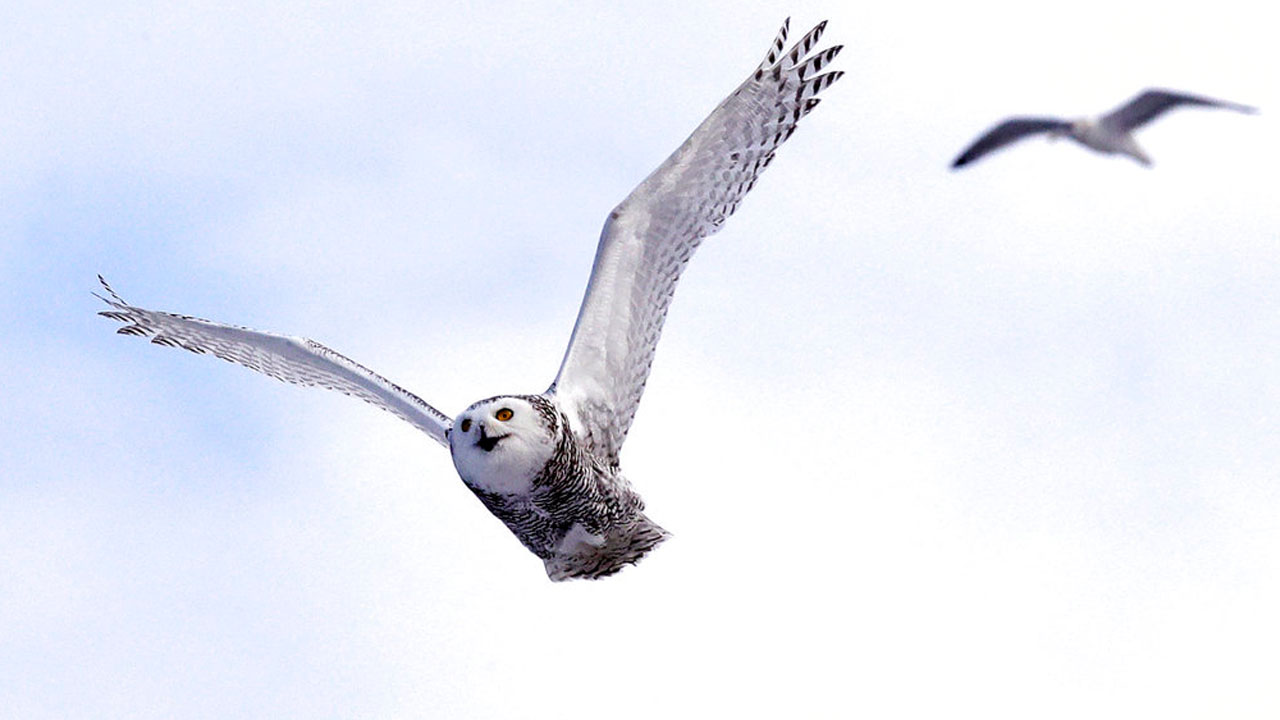 snowy-owls_373975