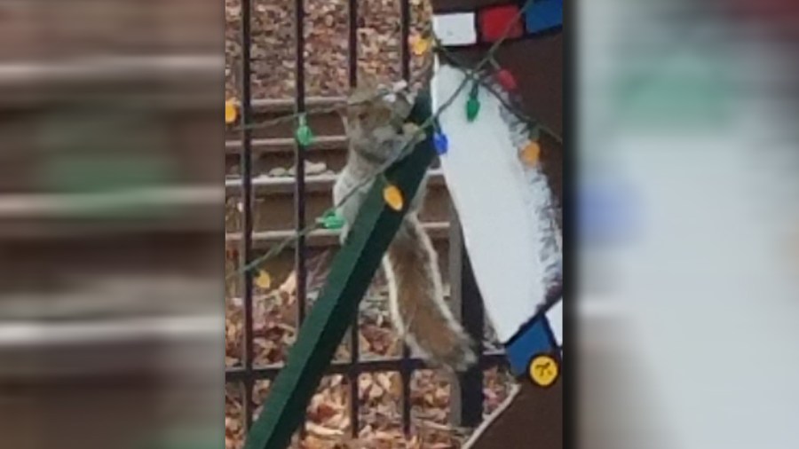 squirrelvandal_369614