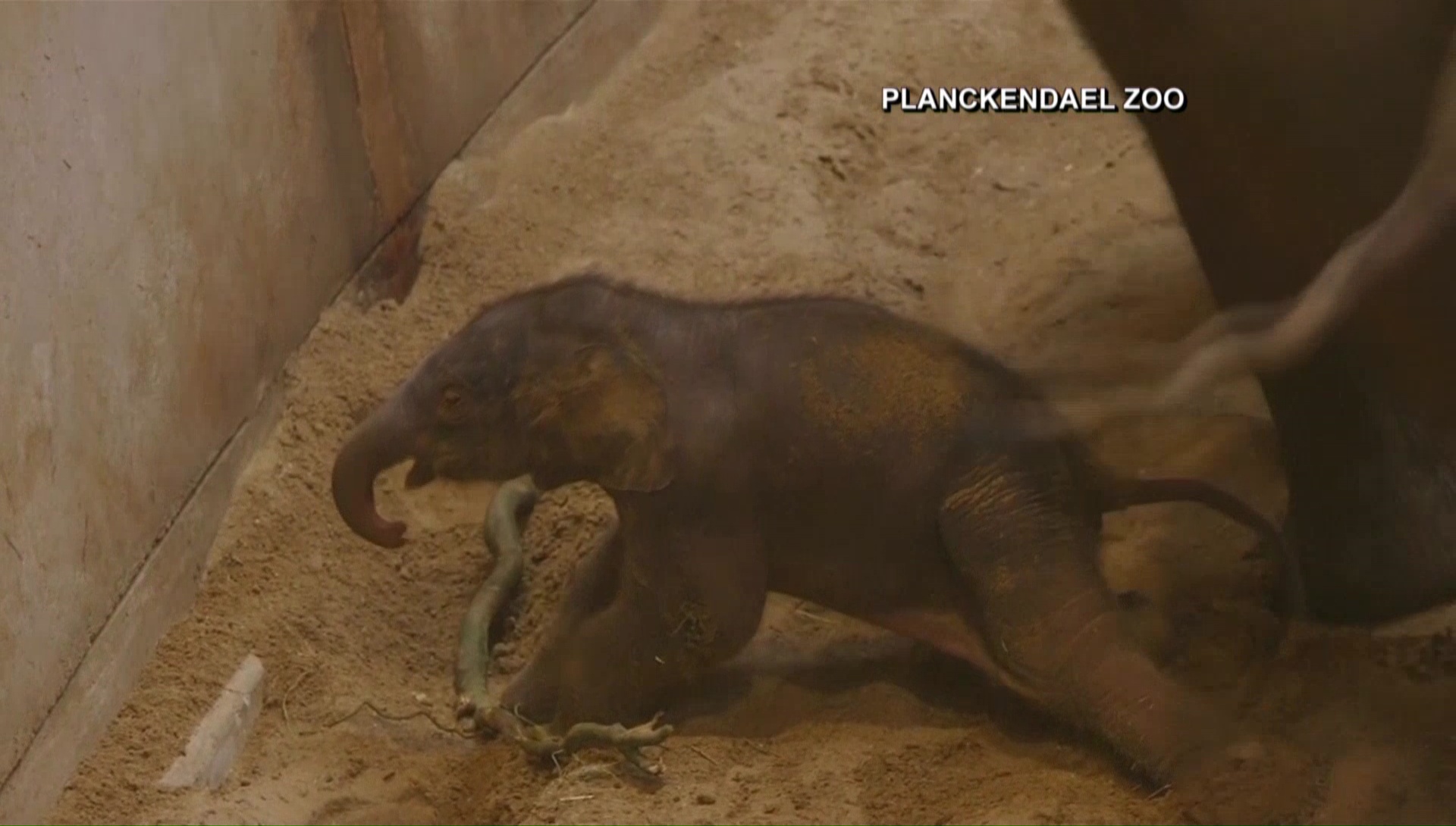 Baby elephant_375272