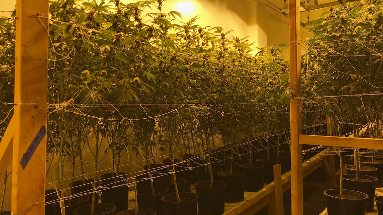 weed fortress_372231