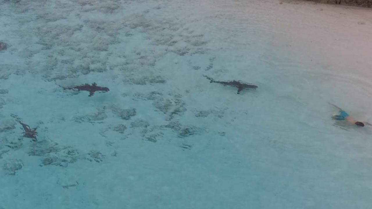 010318-sharks-1280x720_376603