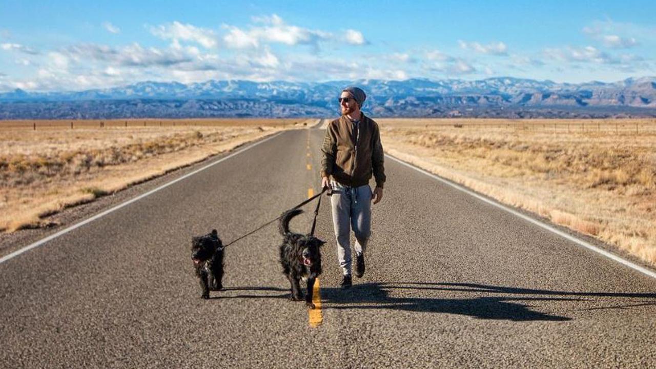 012818-dogs-1280x720_384019