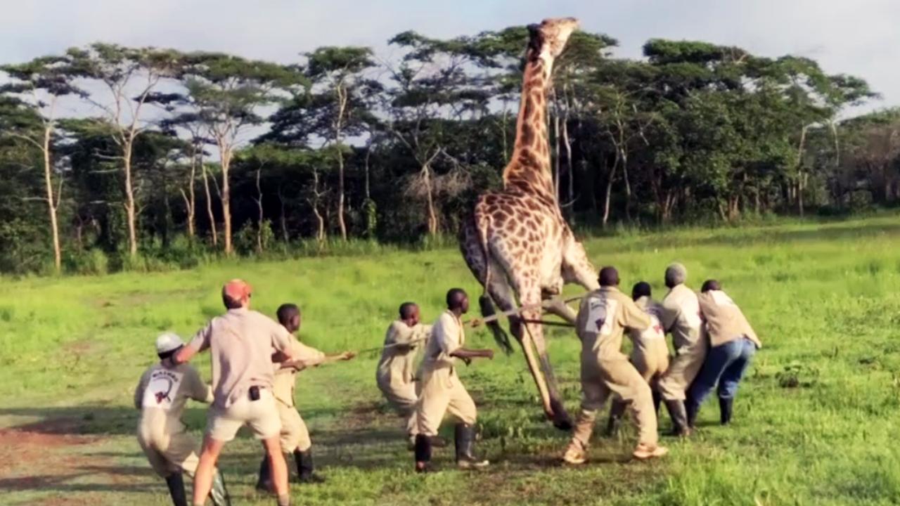 012918-giraffe-1280x720_384390
