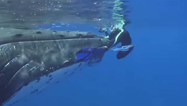 1-9-whale-protects_378232