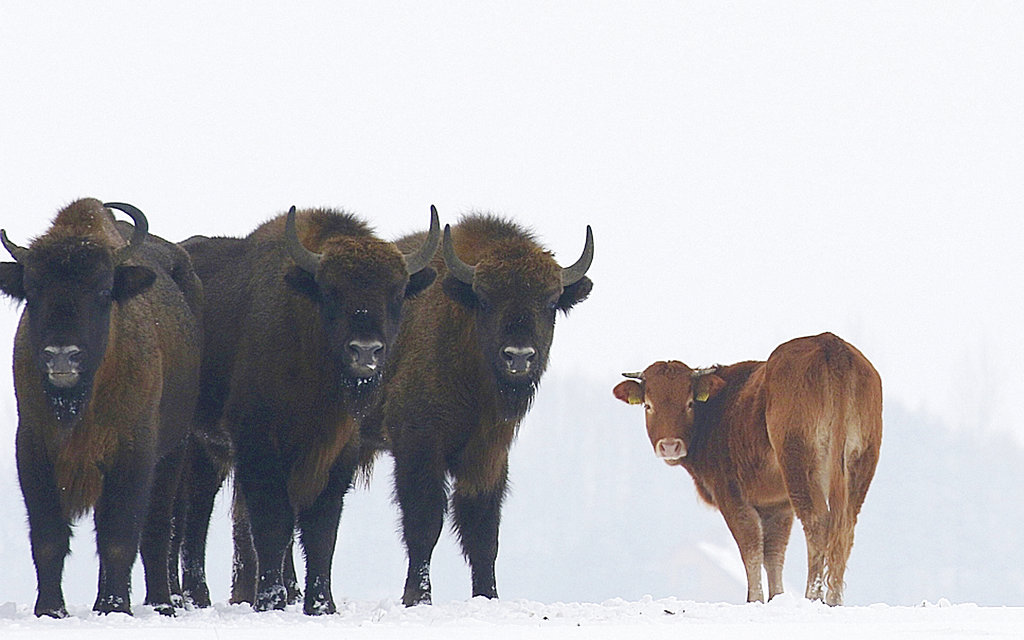 APTOPIX Poland Cow Joins Bison_383211