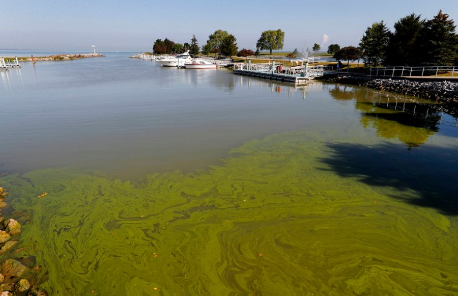 Awash In Algae_365816