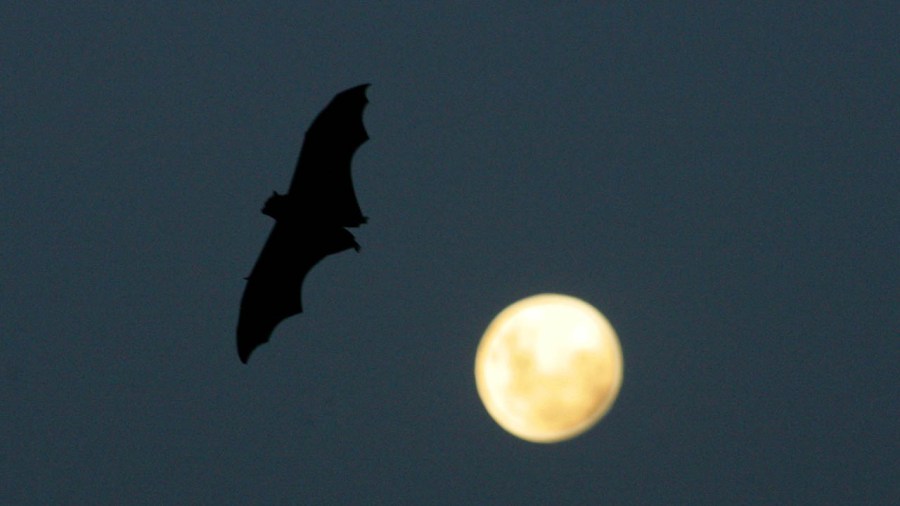 bat_380480