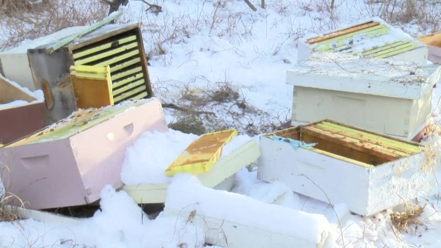 beehives_381209