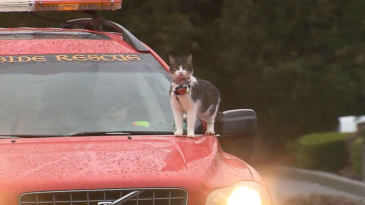 cat-on-car-hood_384011