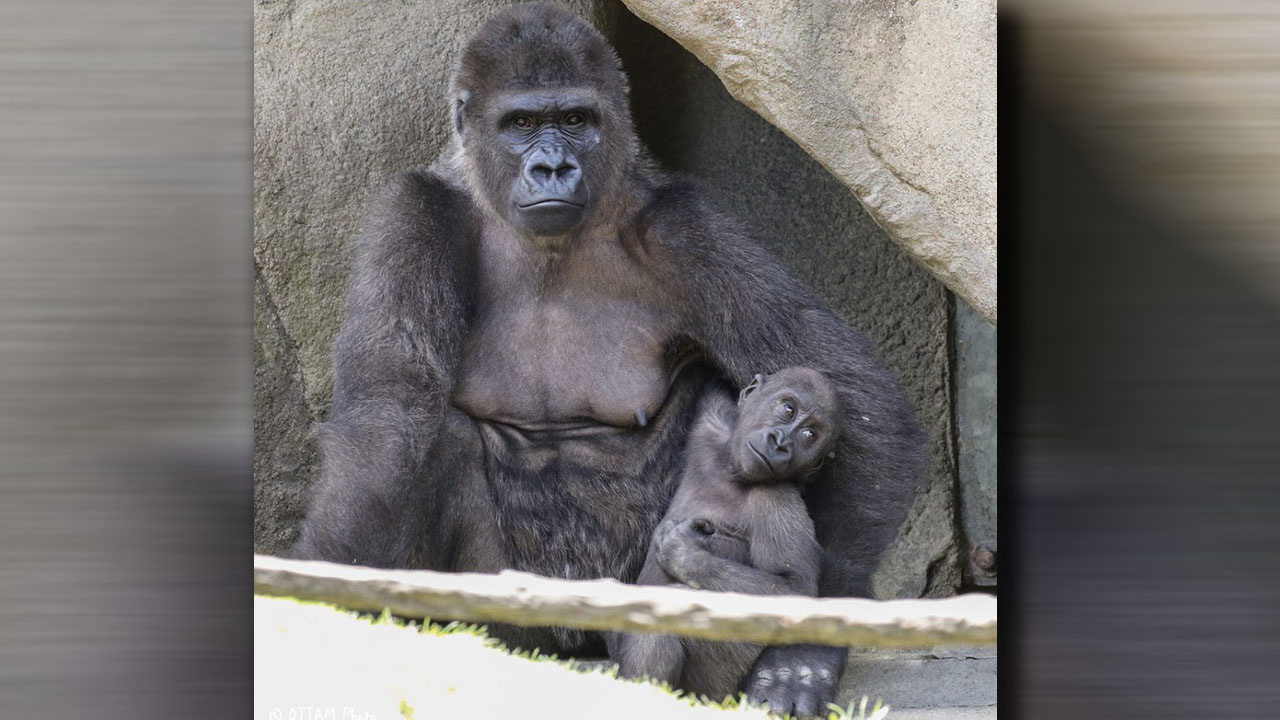 cincygorilla_379341