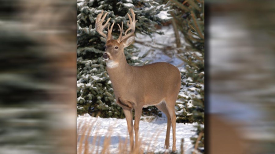 deerseason_213384