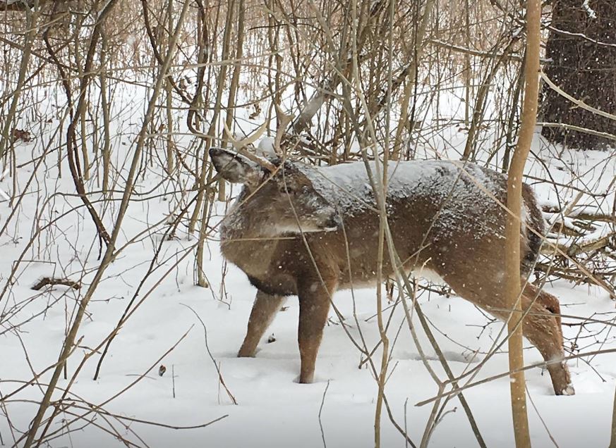 deersurvived_380619