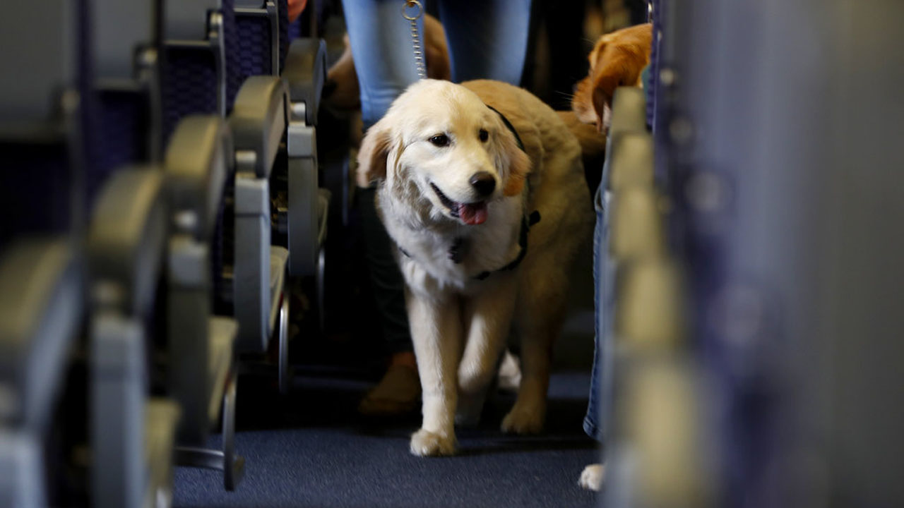 Animals on Planes_381580