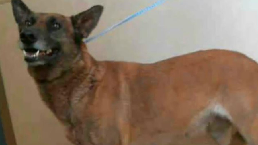 dogkillshorses_384974