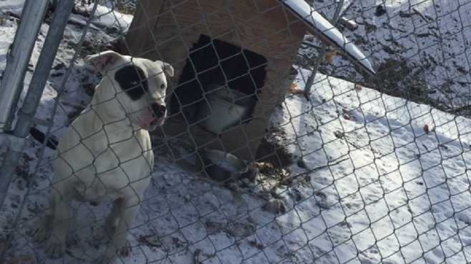 dogs_377246