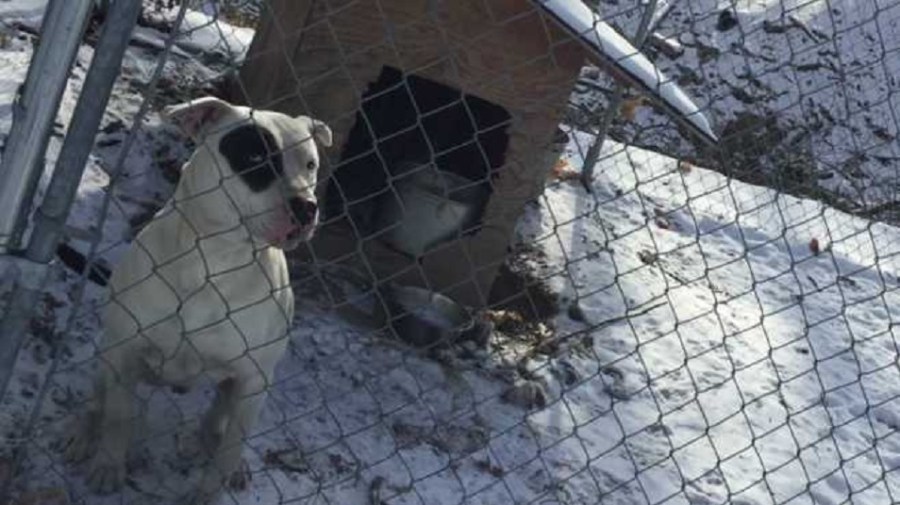 dogs_377246