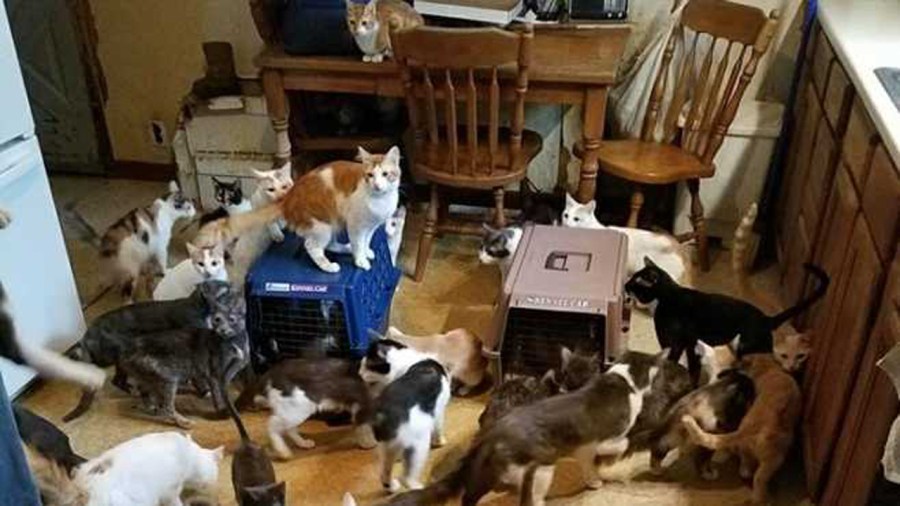 east-liverpool-cats_383330