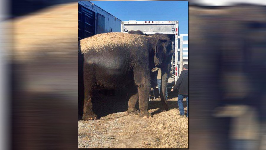 elephants-web_383297