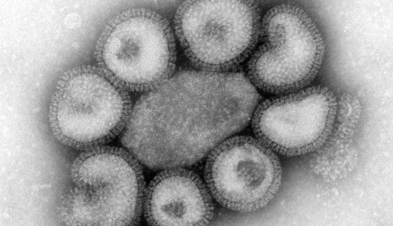 fluvirus_383133
