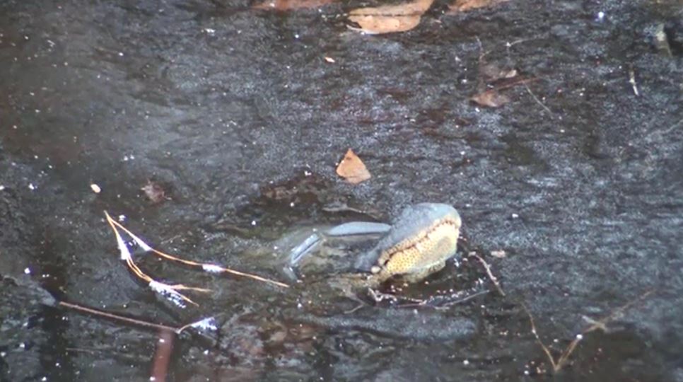 gatorsice_378192