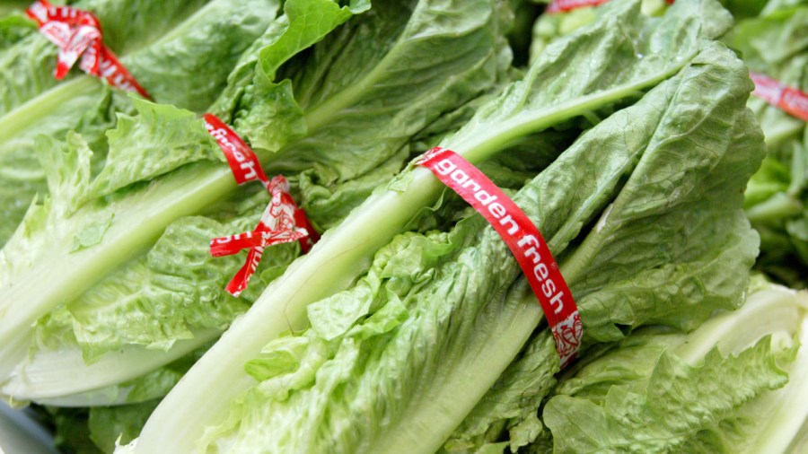Traces Of Toxic Chemical Found In California Lettuce_376808