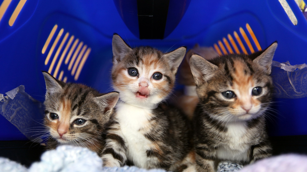 Cat Emergency At Battersea As Fewer Prospective Owners Come Forward_364755