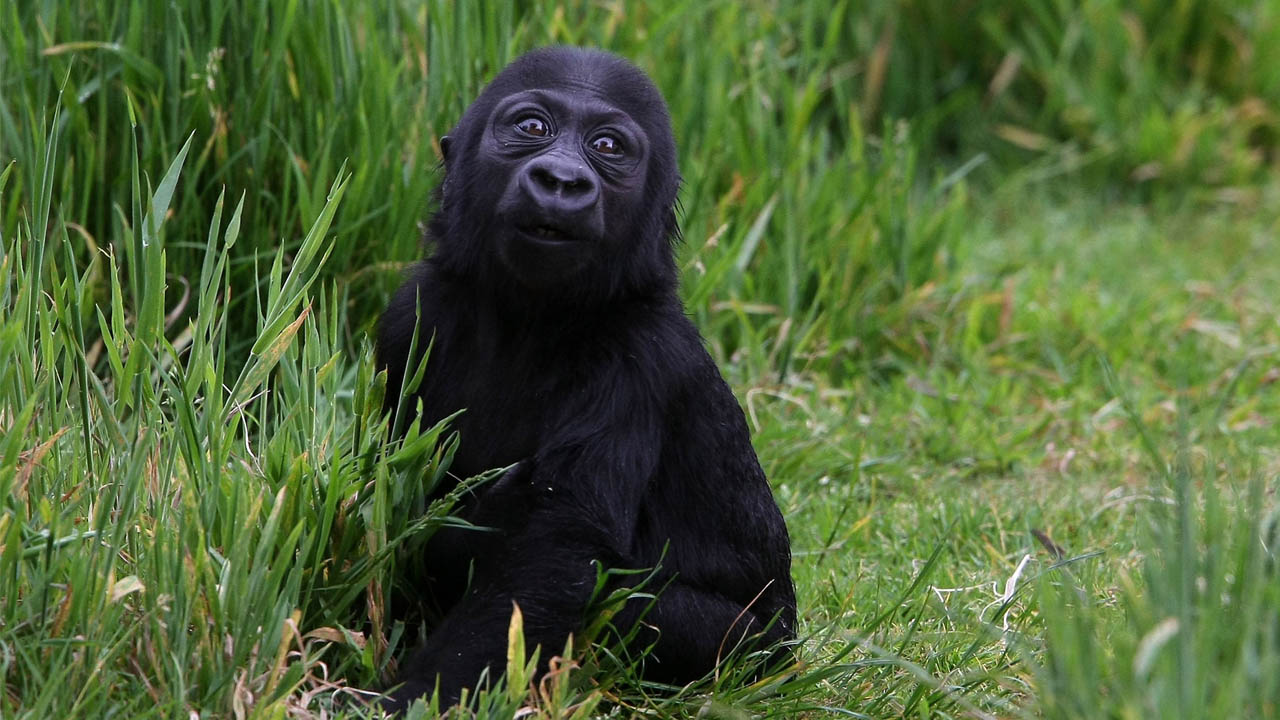 gorilla_377241
