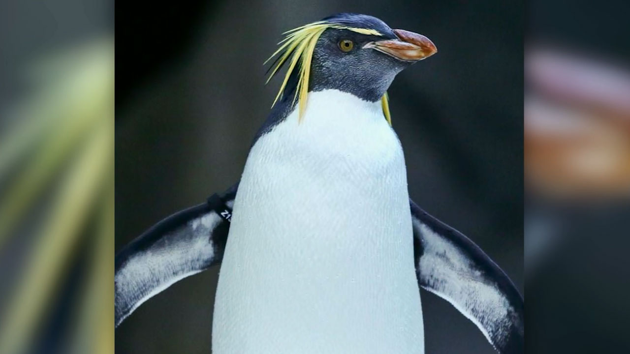 king-penguin_376191
