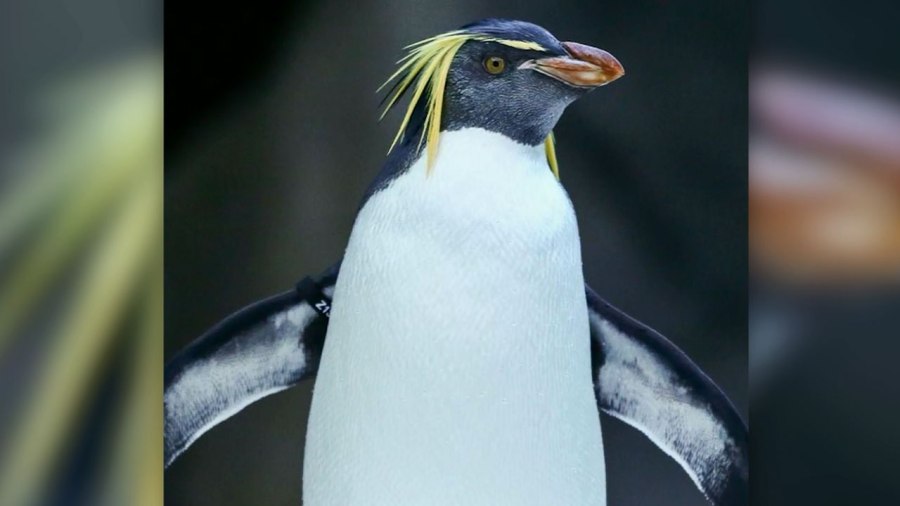 king-penguin_376191