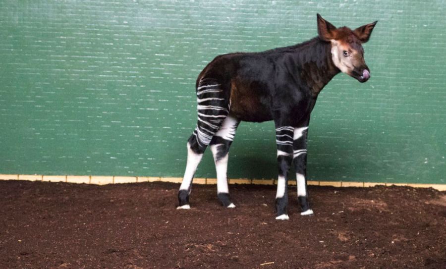 okapi_381212