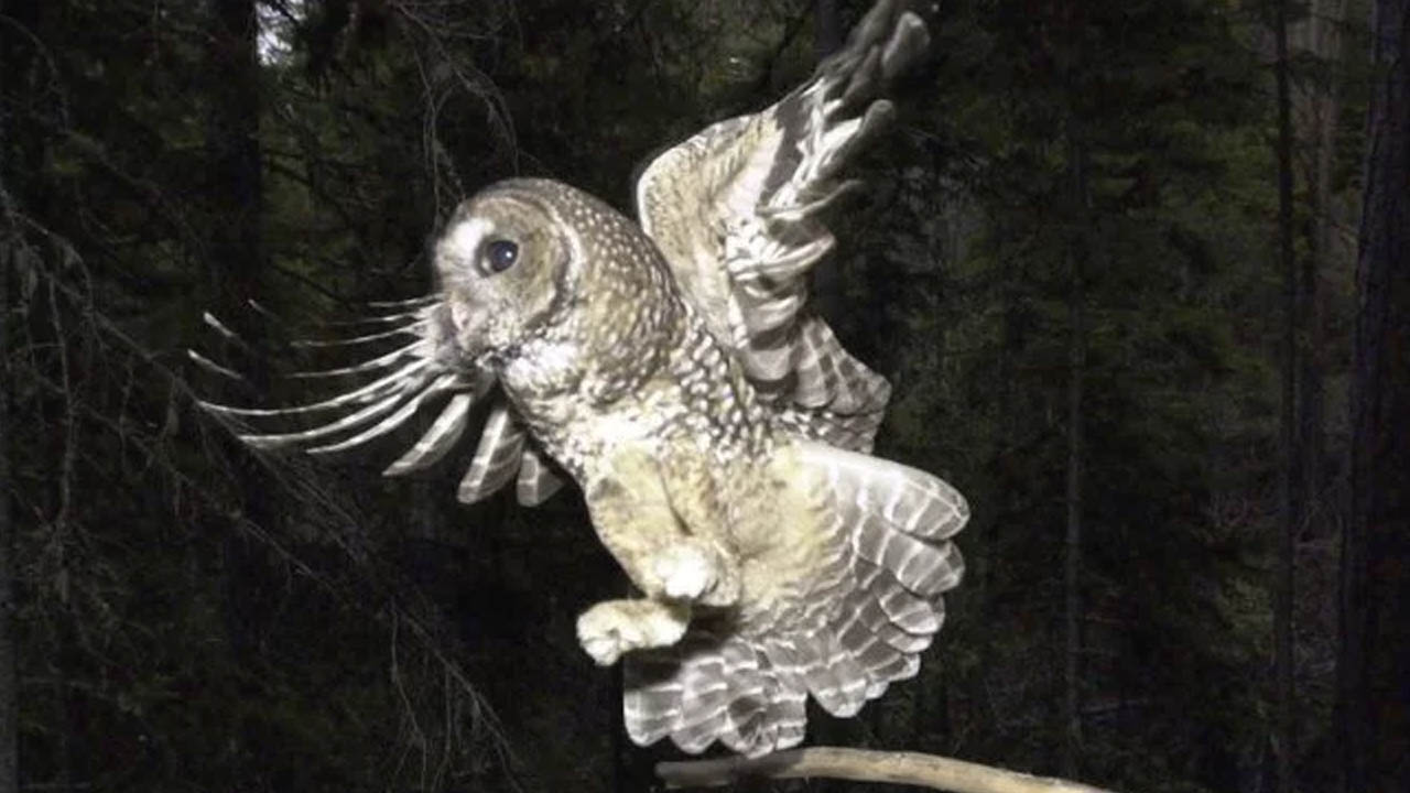 owl_379271