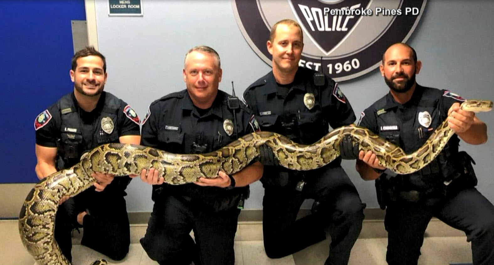 python_379534