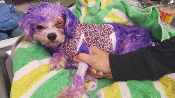 r-dog-hair-dyed-purple-burn_382855