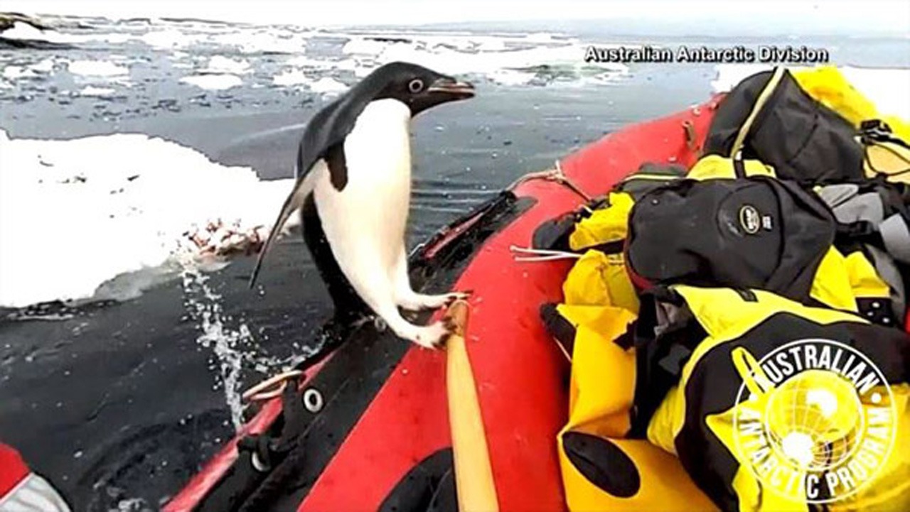 r-penguin-jumps-in-boat-mu_381277